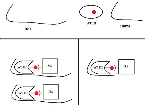 Mecanismo De Ação Da Heparina