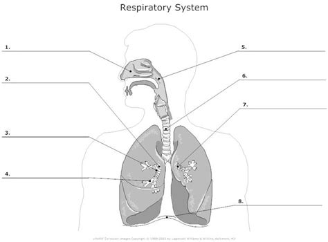 15 Best Images Of Printable Respiratory System Worksheet Respiratory