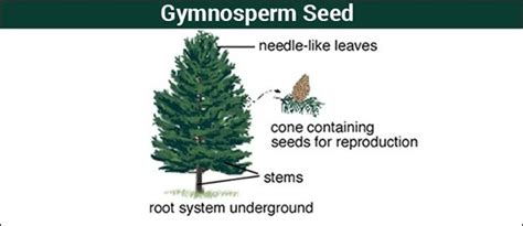 Gymnosperms Introductioncharacteristics And Its Classification
