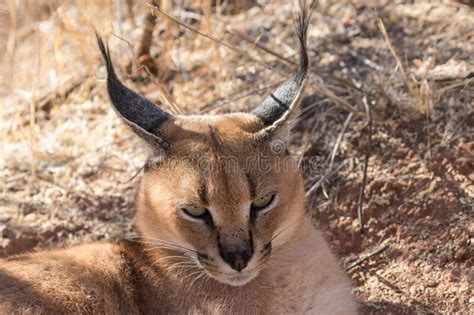 Caracal A Desert Lynx Eating Its Hunted Bird Prey On A Tree Trunk With