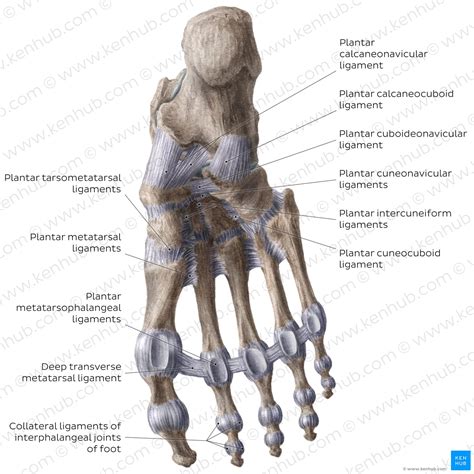 Transverse Tarsal Joint Bones Ligaments Movements Kenhub