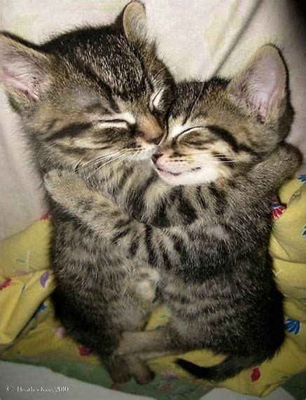 cute kittens hugging [ ] cute kittens