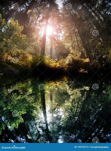 Forest Reflection Stock Image Image Of Nature Peaceful 19572273