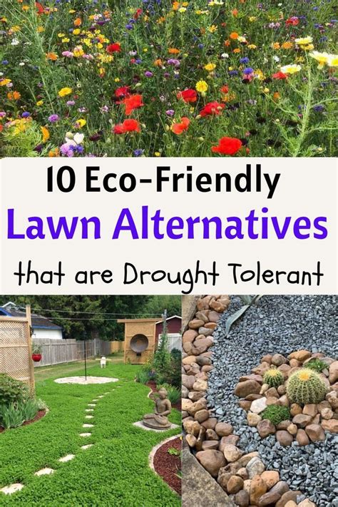Eco Friendly Lawn Alternatives That Are Drought Tolerant Lawn
