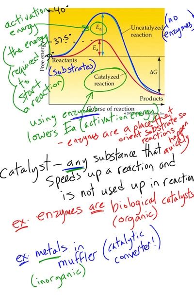 Dna end or sticky end refers to the properties of the end of a molecule of dna or a recombinant dna molecule. Cell Metabolism - Mel Burgess at CALC