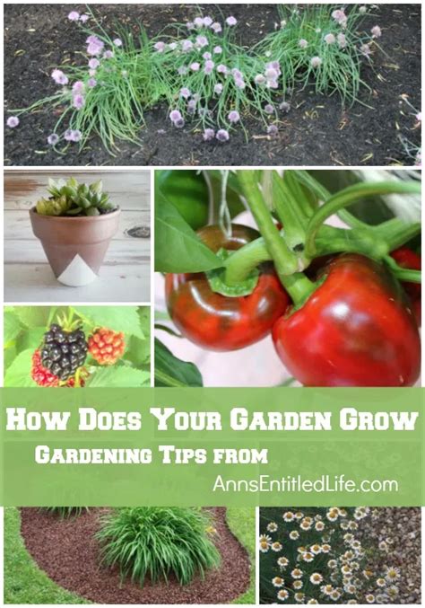 How Does Your Garden Grow Information And Inspiration On Gardening