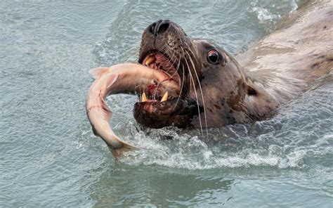 Sea Lions | Discover Valdez