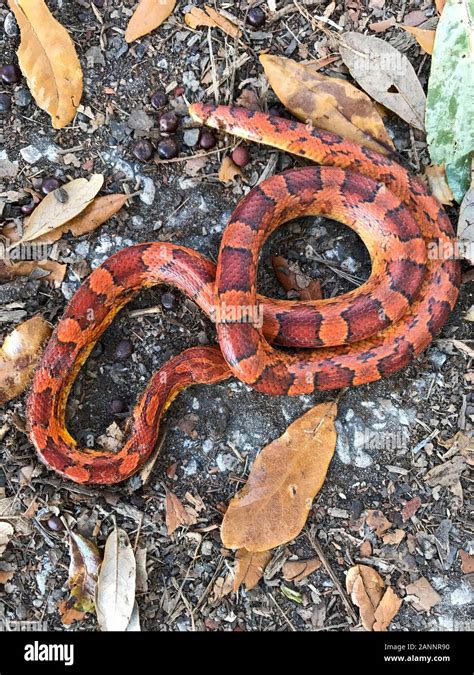 Red Rat Snake Hi Res Stock Photography And Images Alamy