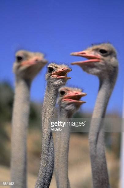 Race Of Ostriches Photos And Premium High Res Pictures Getty Images