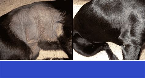 Dog Black Skin Disease Or Elephant Skin Nzymescom