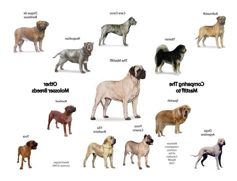 Different Types Of Mastiff Breeds