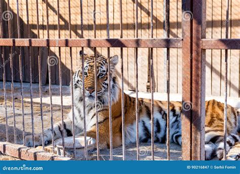 Tiger In Captivity In A Zoo Behind Bars Power And Aggression In The