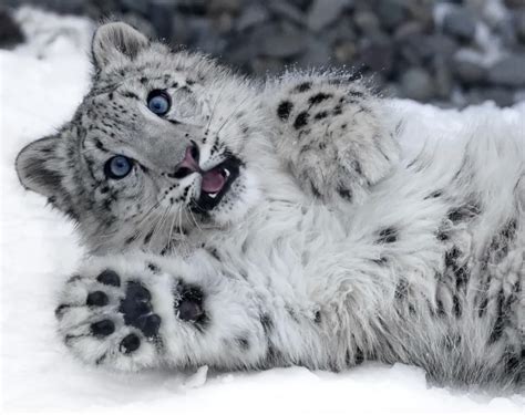 Snow Leopard Camouflage Is So Intense That Theyre Practically