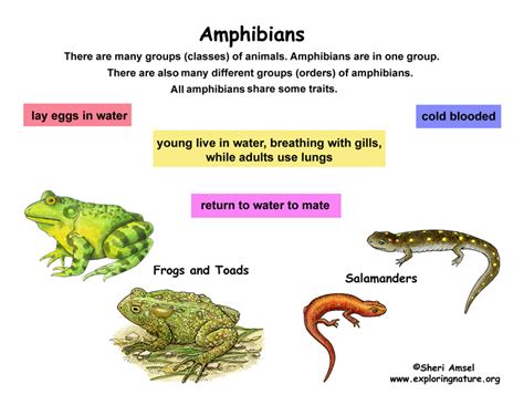 Class Amphibians Grade K 3