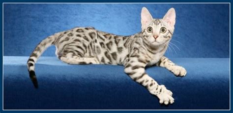 Bengal Cat Silver Kitten