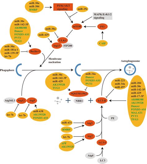 A Diagram Showing Regulation Of Autophagy Pathway By Ncrnas After
