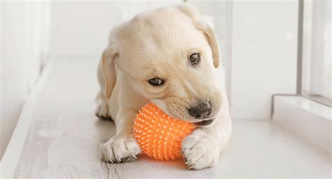 Best Chew Toys For Puppies Tips And Reviews To Help You Choose