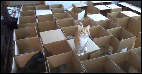 These Cats Had The Best Day When Their Owner Made A Cardboard Box Maze