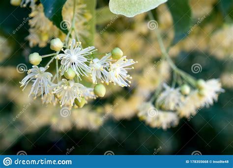 Linden Yellow Blossom Of Tilia Cordata Tree Small-leaved Lime, Littleleaf Linden Flowers Or ...