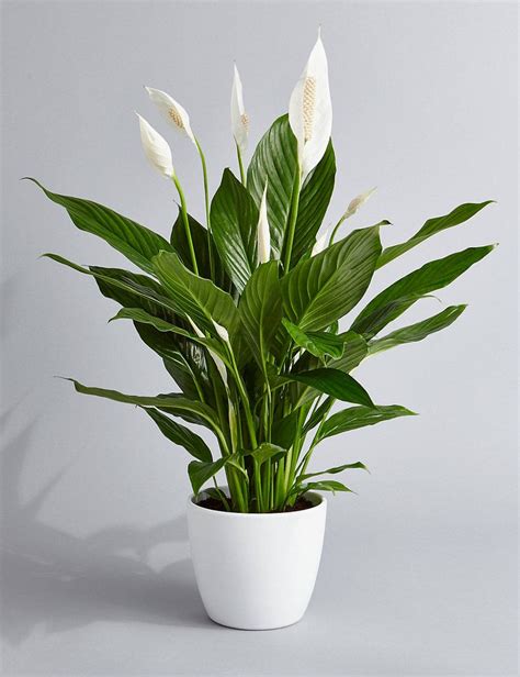 Peace Lily Air Purifying Plant Easy Care Low Light Houseplant