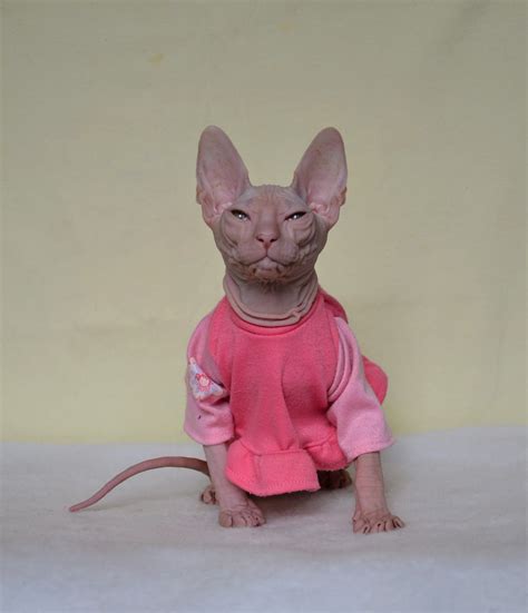 Availabledon Sphynx Female Sphynxcat Cool Cats Cats And Kittens