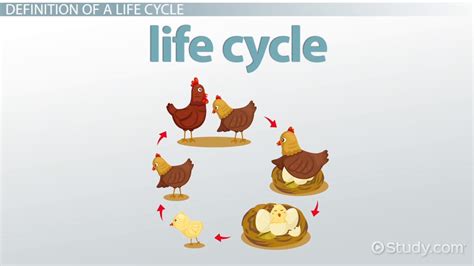 The length of time a product is on the market is largely contingent upon its competition, technology and even the savvy of a company's marketing department. What is a Life Cycle? - Definition, Stages & Examples ...