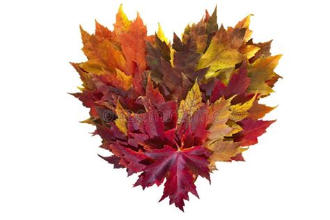 Maple Leaves Mixed Fall Colors Background 2 Stock Image Image Of
