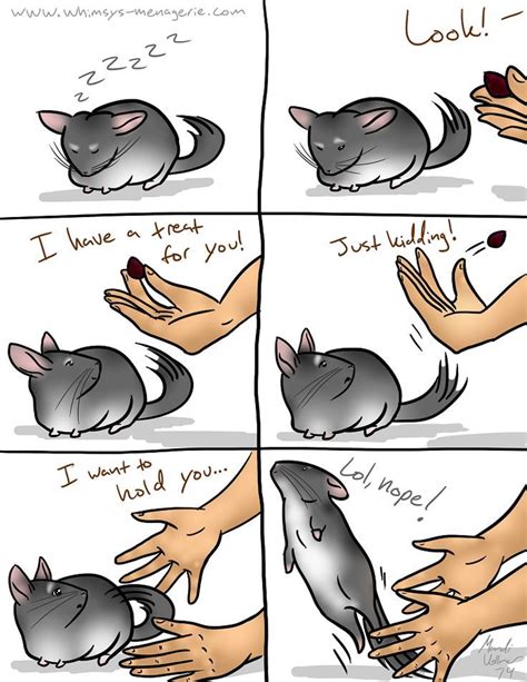 This Chinchilla Cartoon Is So Funny But So True Chinchilla Funny