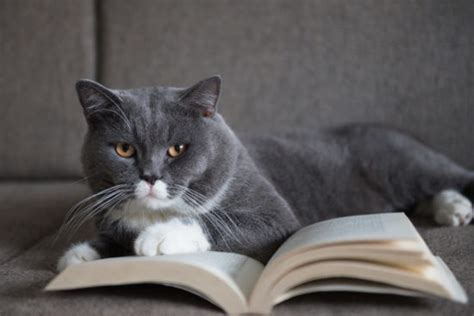 My Top 10 Cat Books Of 2017 The Conscious Cat