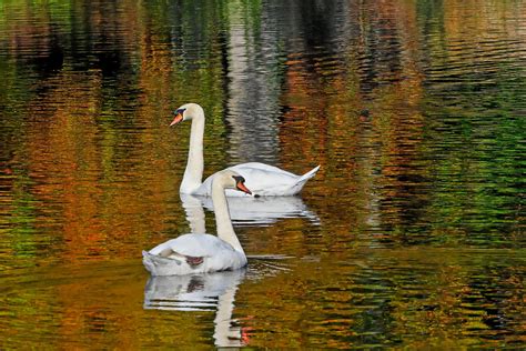 Autumn Swans Patrick Bouquet Pattoise Flickr