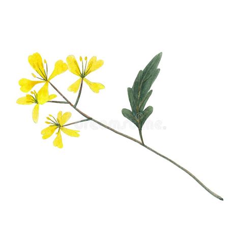 Branch Plant Of Mustard Spice Mustard Plant Isolated On White