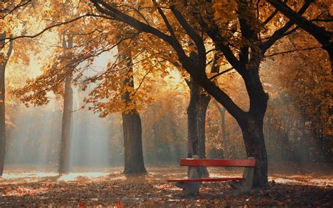 1920x1200 Park Autumn Foliage Trees Bench Wallpaper Coolwallpapersme