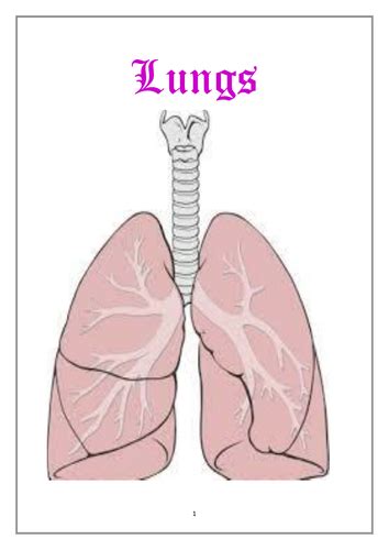 Lungs Teaching Resources
