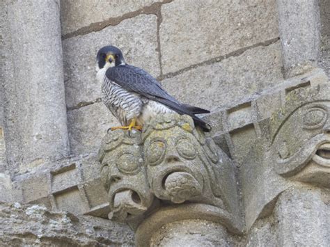 Peregrine Falcons Plan Your Visit Ely Cathedral