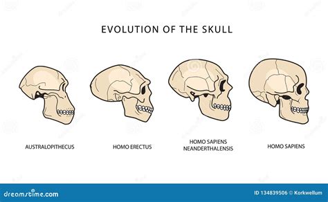 Human Evolution Of The Skull Historical Illustrations Darwin Theory Stock Vector