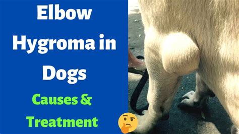 How To Treat Elbow Hygroma In Dogs Causes Of Elbow Hygroma In Dogs