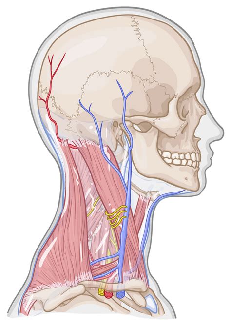 Components Of The Osteopathic Structural Examination Osmosis