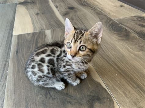 Available Bengal Bengal Kittens For Salemanhattan Puppies And Kittens