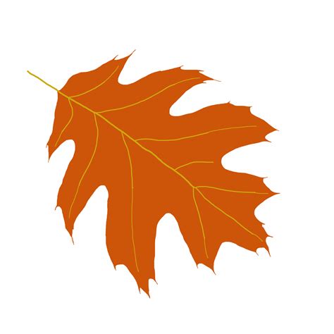 Maple Leaf clipart oak leaf - Pencil and in color maple leaf clipart oak leaf Good ideas.