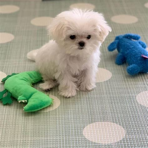 Available Puppies Maltese Fur Buddies