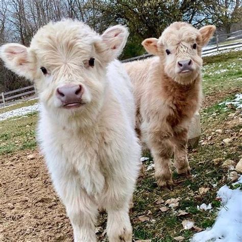 Baby Highland Cows Cute Baby Animals Cute Baby Cow Fluffy Animals