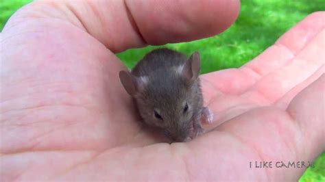 Too Cute Baby Mouse In My Hand Youtube
