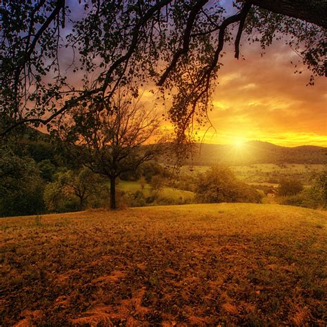 2048x2048 Tree Sun Aesthetic Dawn Landscape Panorama Ipad Air Hd 4k