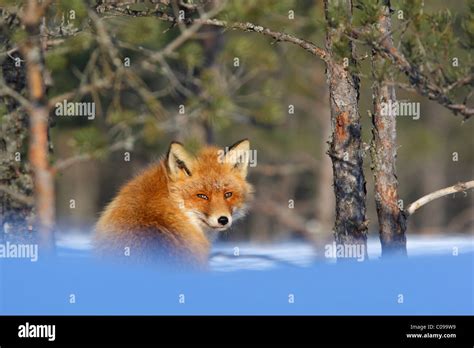 Red Fox Vulpes Vulpes Hi Res Stock Photography And Images Alamy