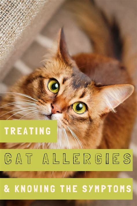 Cats With Allergies Do You Have A Sensitive Kitty Cat Allergies