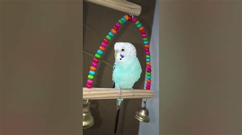 Budgie Sounds For Lonely Birds Happy Songlove Bird Soundparakeets