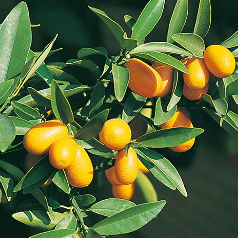 Citrus Tree Kumquat Suttons