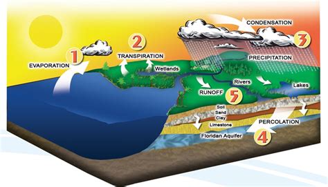 Hydrologic Cycle Pinellas County