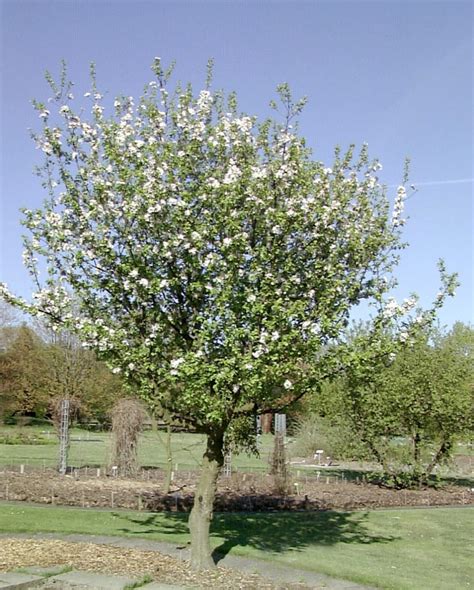 Malus Sylvestris Wild Crab European Wild Apple Van Den Berk Nurseries