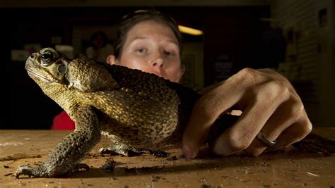 Florida Toads Cane Toads Aka Bufo Toads Infest Palm Beach Gardens